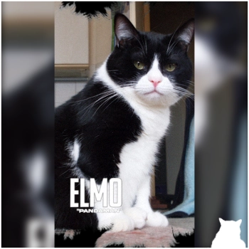 Schwarzweißer Kater Elmo sitzt auf dem Boden und guckt in die Kamera.